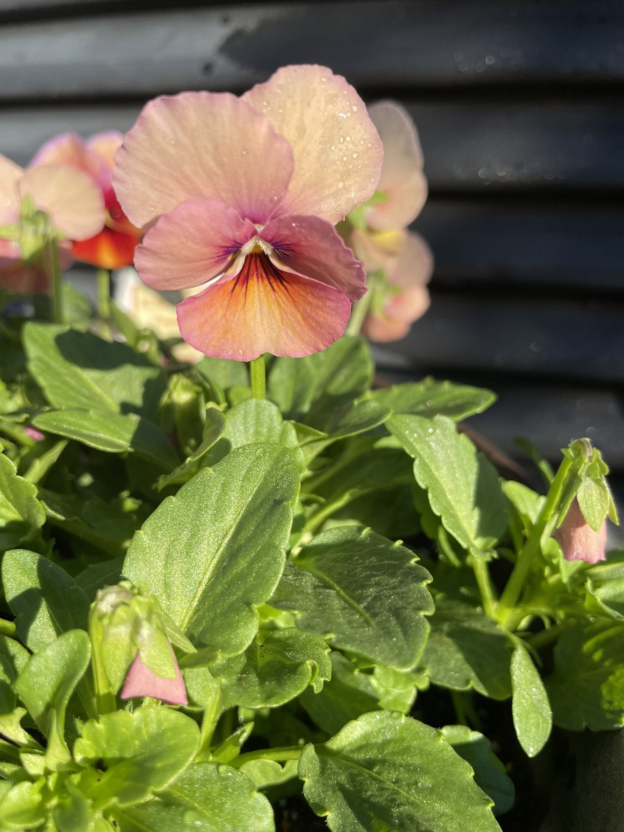 花y…ページです•*¨*•.¸¸☆ プラチナエクスプローラー on X