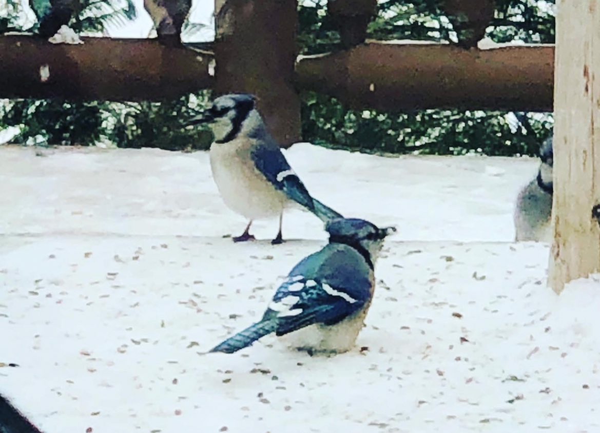 🐬dolphin🇨🇦🇺🇸🇯🇵ぼちぼち準富裕層 on X