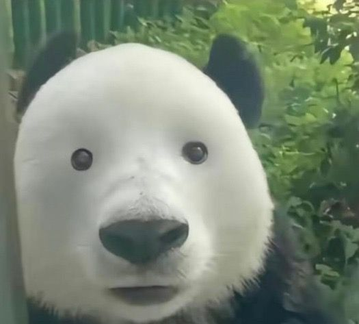 Bon bha feet reveal soon la team hein...