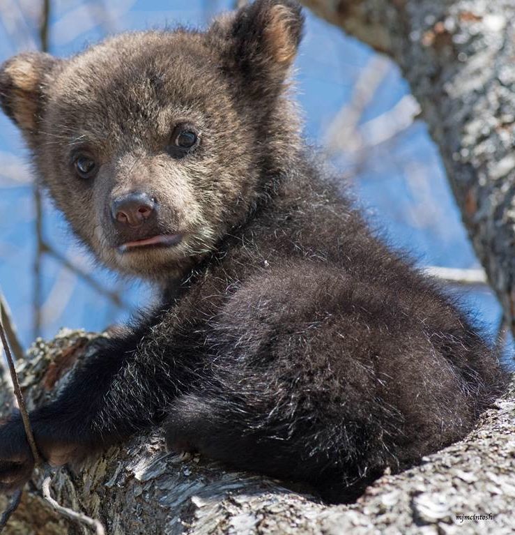 bearsdaily_'s tweet photo. https://t.co/31XUf2tLxt