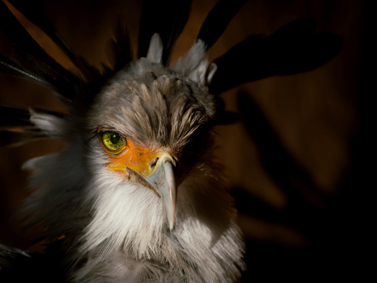 COLLINS★BIRDS OF PREY★猛禽/鷲/鷹/隼/ワシ/タカ/新品 hqdefault.jpg