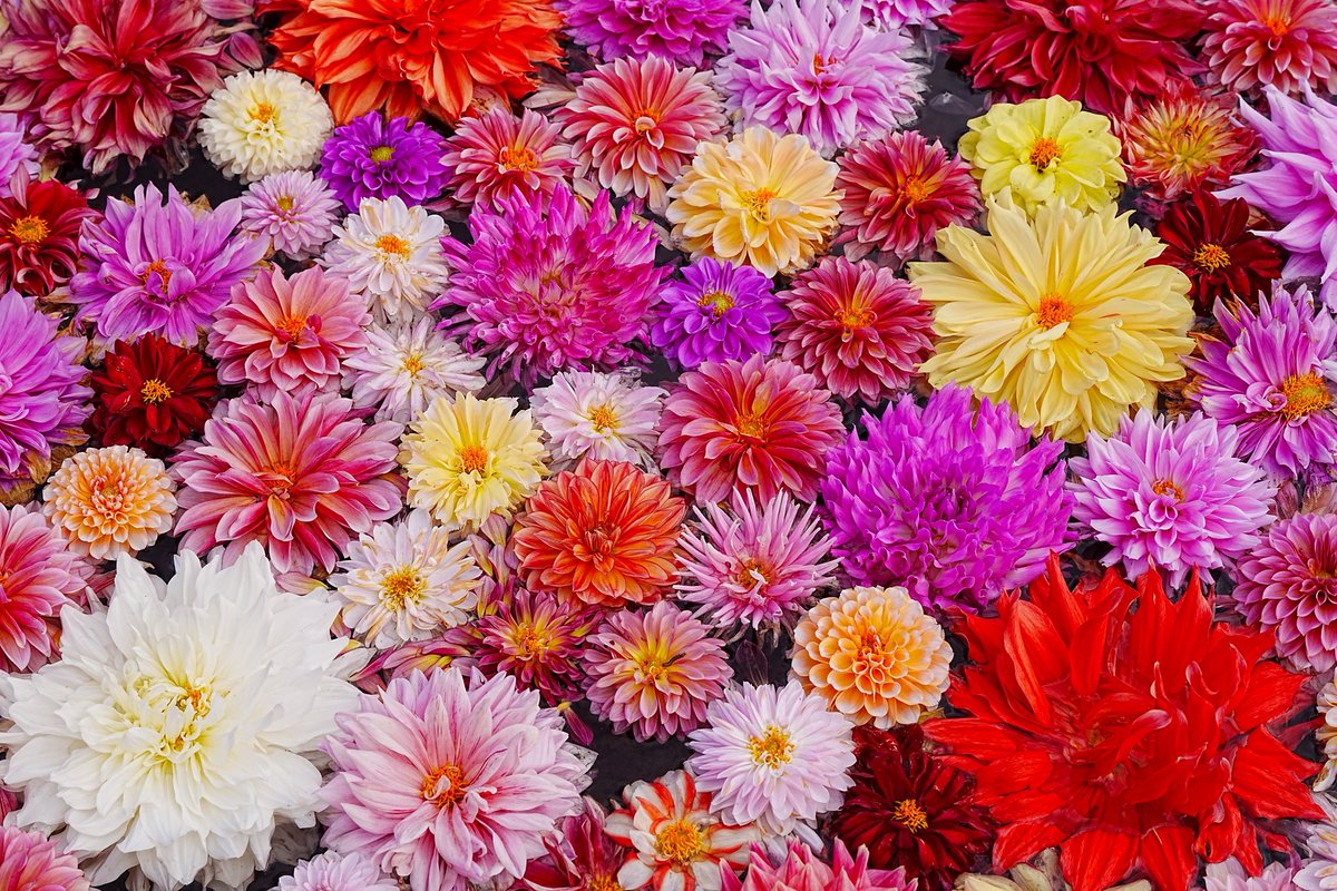 レンローズ様　ご相談 CONVERSE ALL STAR BOARDERSTAR OX / SHINYAKOZUKA｜BILLY'S ENT