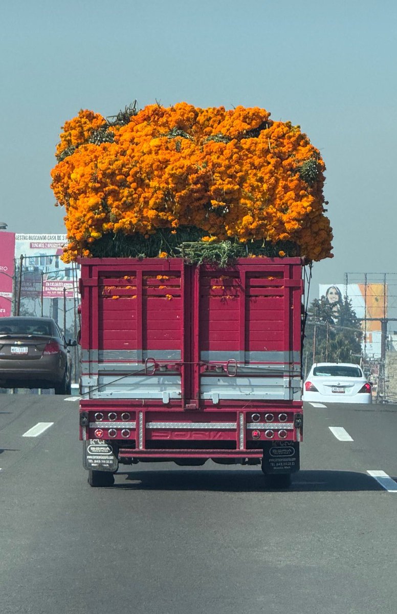 BeAcevedoTachna's tweet image. Lo más bonito de México es siempre lo más simple de México. 🤌🏿💫