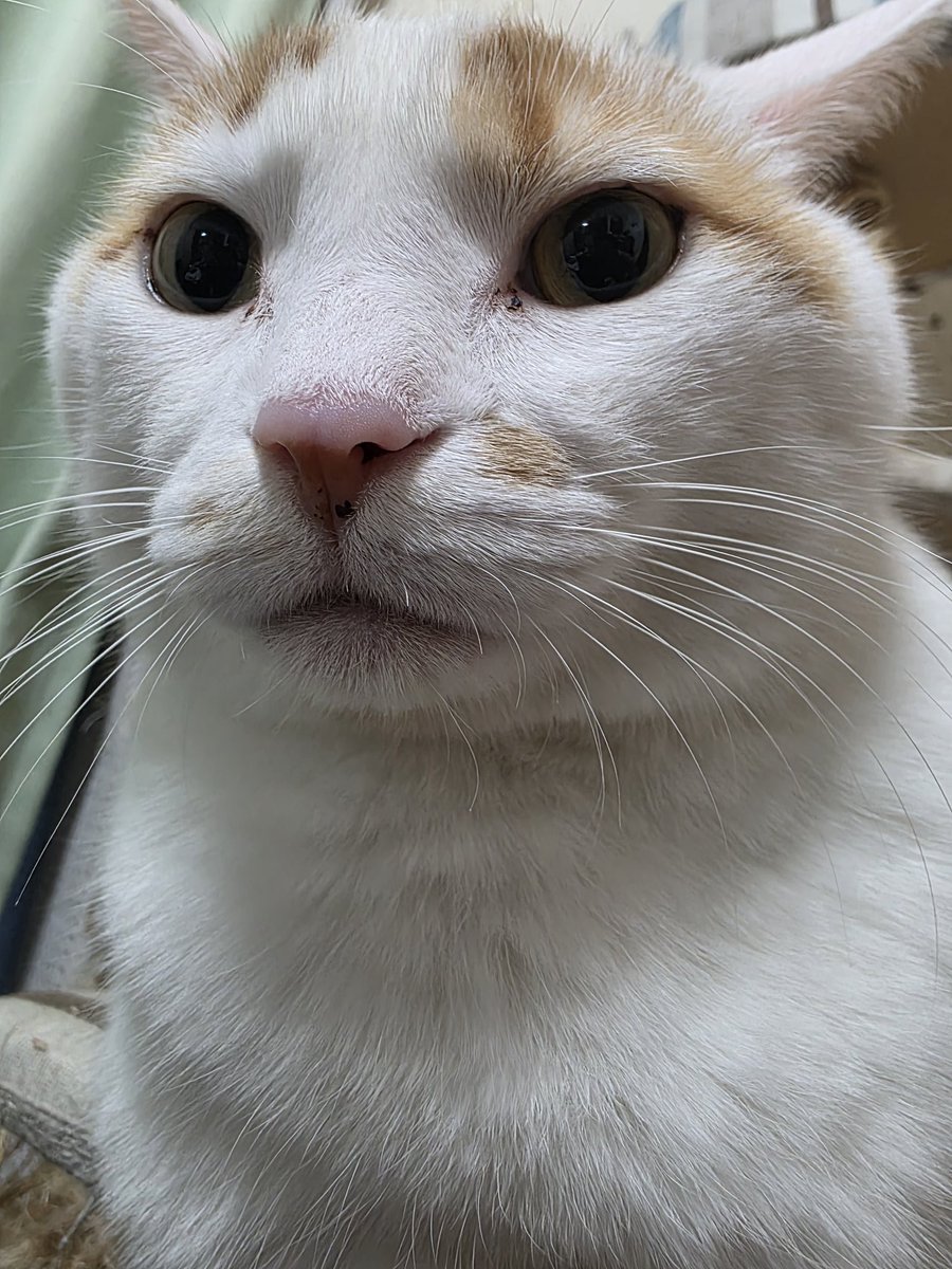 みーちゃんページ みーちゃん on X