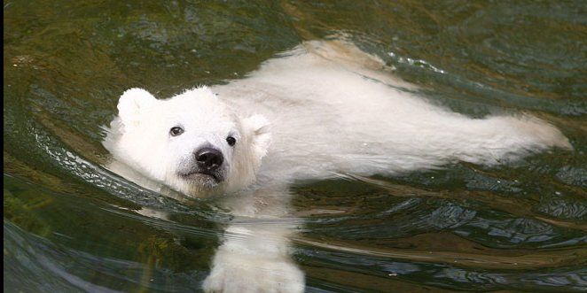 🐻 Bears Daily 🐻 (@bearsdaily_) on Twitter photo 