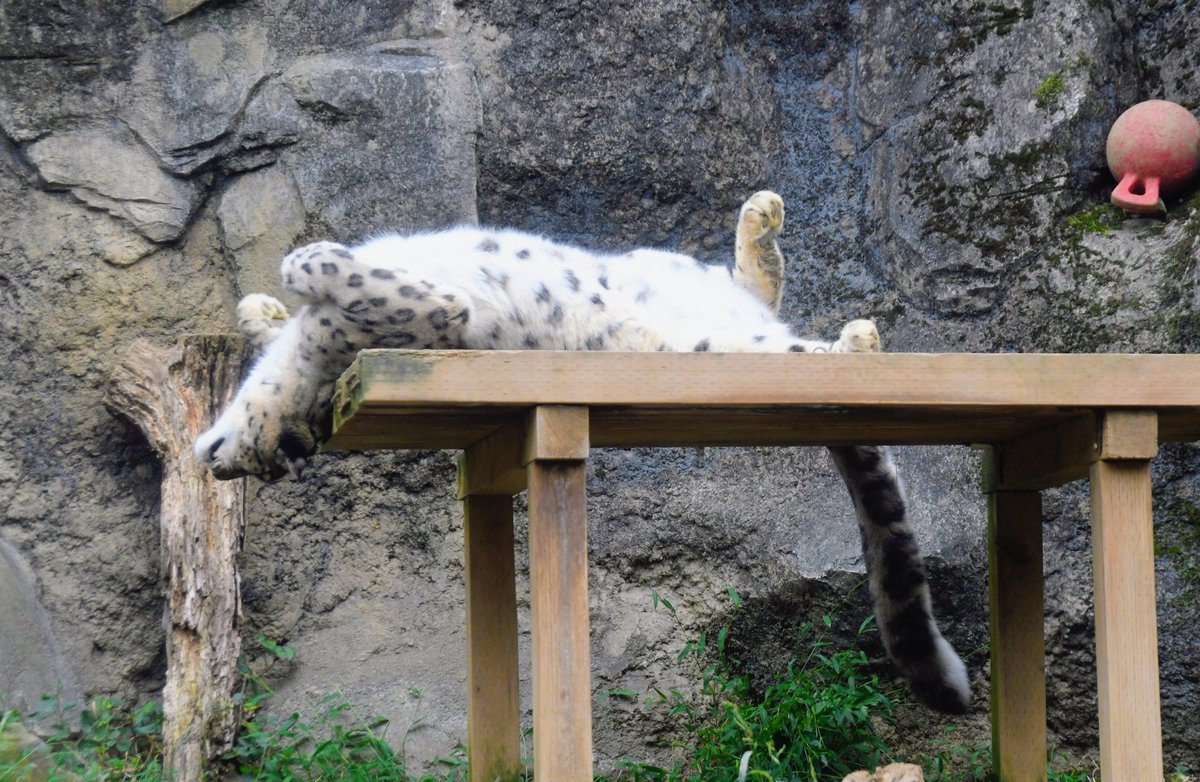 睡蓮の葉で寝る木彫りのコーギー Ake on X