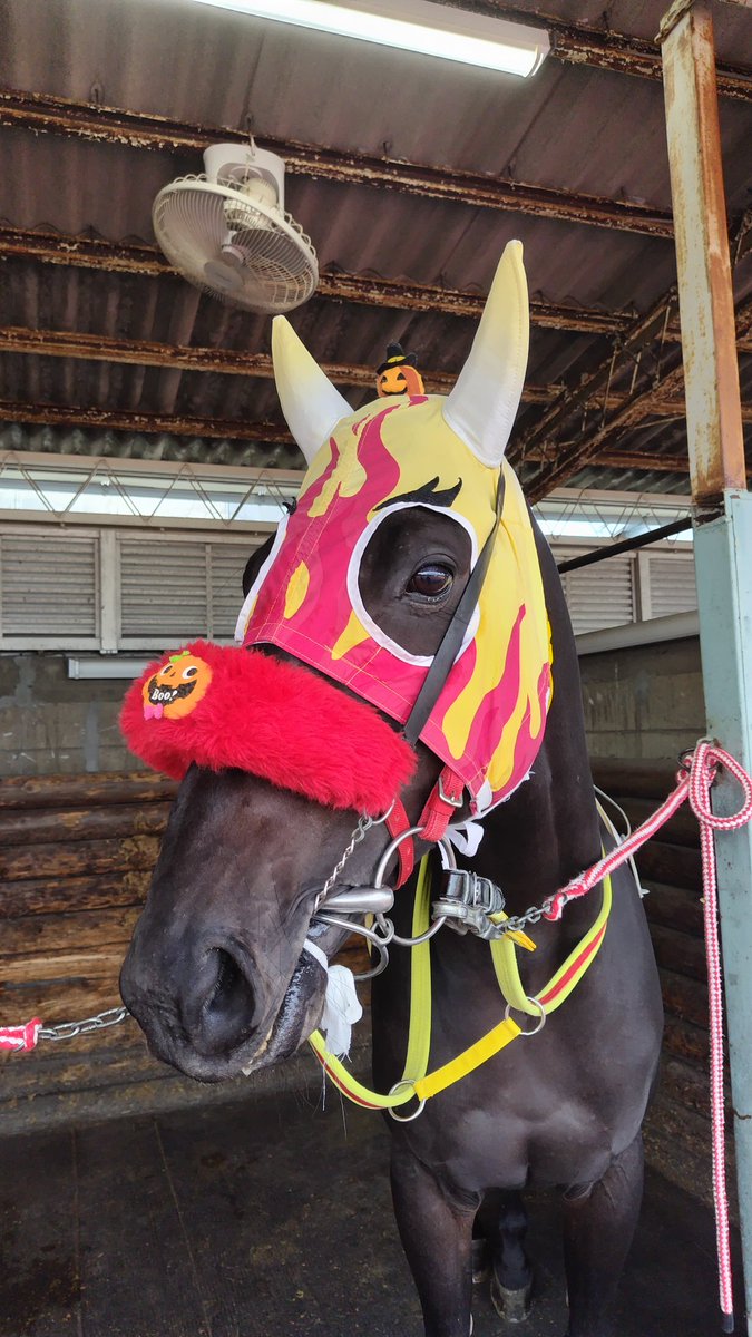 スティーブン　ヒューネック氏のパグ スティーブン ヒューネック氏のパグ スティーブン ヒューネック