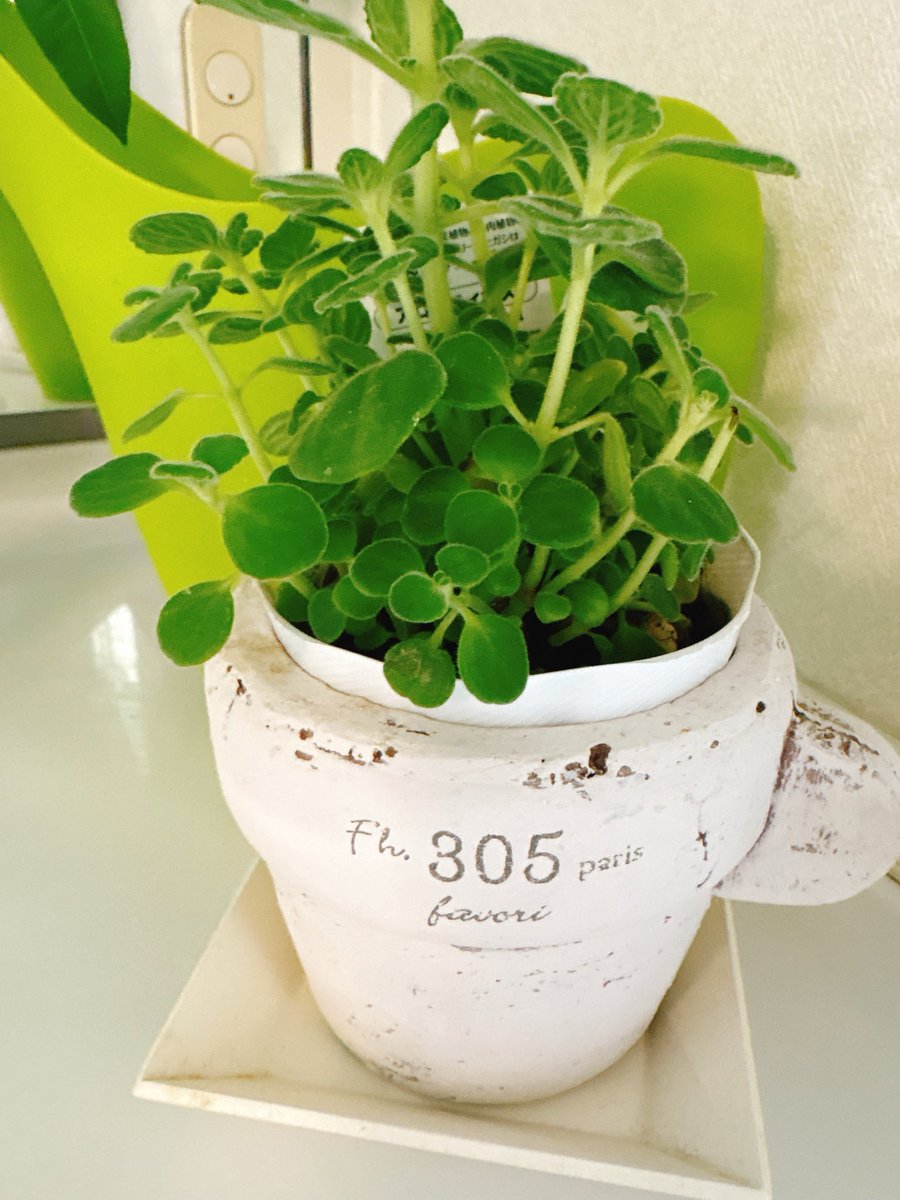 くるみ𓎩𓌉𓇋 on X