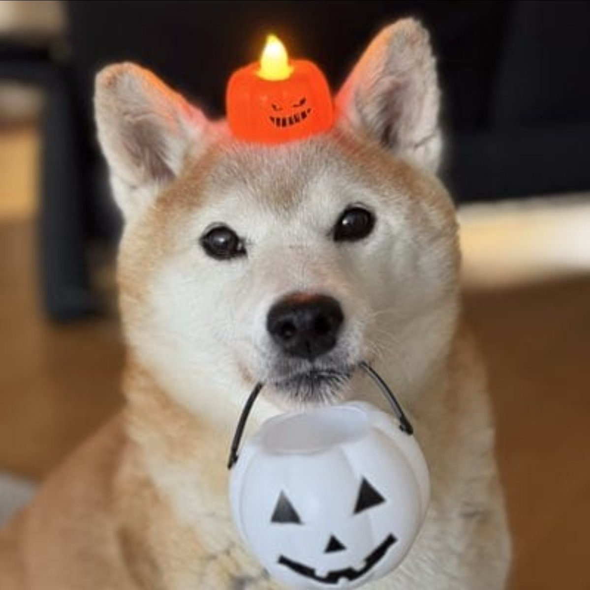 Feliz Halloween!

Halloween no solo es para asustar… también para tentar.  Shiba Team, Gracias por apoyar así que aquí tienen la noche con arte que despierta miradas, provoca sonrisas y celebra la sensualidad con estilo a través del tiempo.
