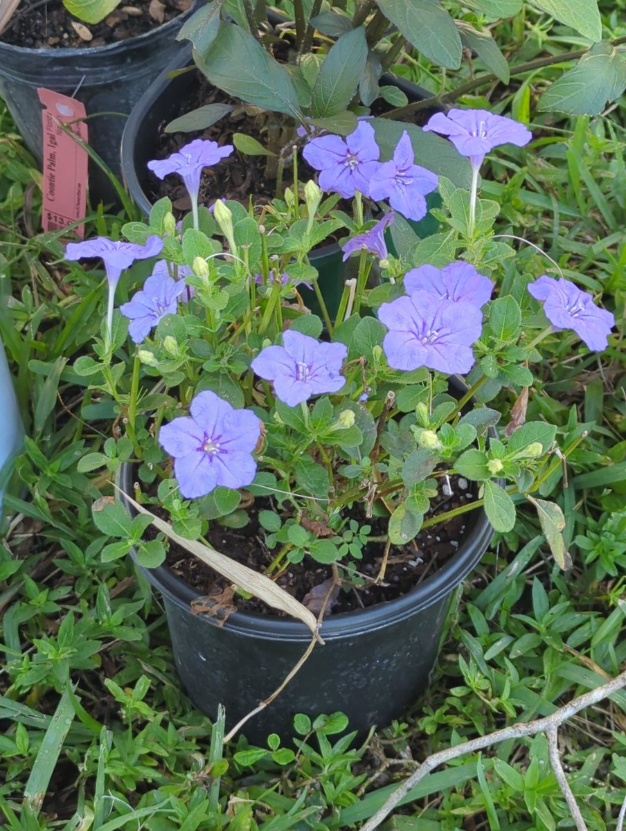 What would we do without our #UF_IFAS horticulture faculty and #MasterGardener Volunteers? Thanks South Florida PBS for coming out today to UF/IFAS Ft. Lauderdale Research and Education Center to help teach viewers how to avoid invasive plant species in their gardens. Stay tuned.