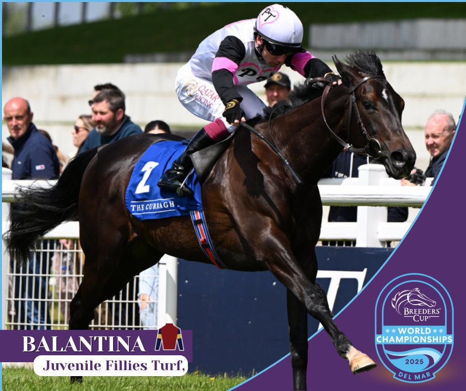 Wishing owners Medallion Racing, Parkland Thoroughbreds, Reeves Thoroughbred Racing and Lissa McNulty the very best of luck with Balantina in the Grade 1 Breeders’ Cup Juvenile Fillies at Del Mar 🇺🇸

Trained by Donnacha O’Brien and ridden by Oisín Murphy.

Purchased at the 2024