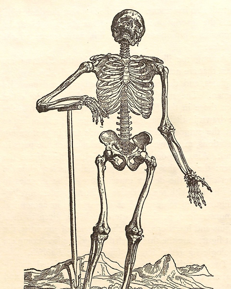 honnoldlibrary's tweet image. 💀🧟 #Spooky vibes alert — straight from our Rare Books Collection! These eerie illustrations are just a glimpse of the treasures our #SpecialCollections team cares for year-round. Have a wonderful (and safe!) #Halloween! 🎃👻

#RareBooks #Books #Archives #LibraryLife…