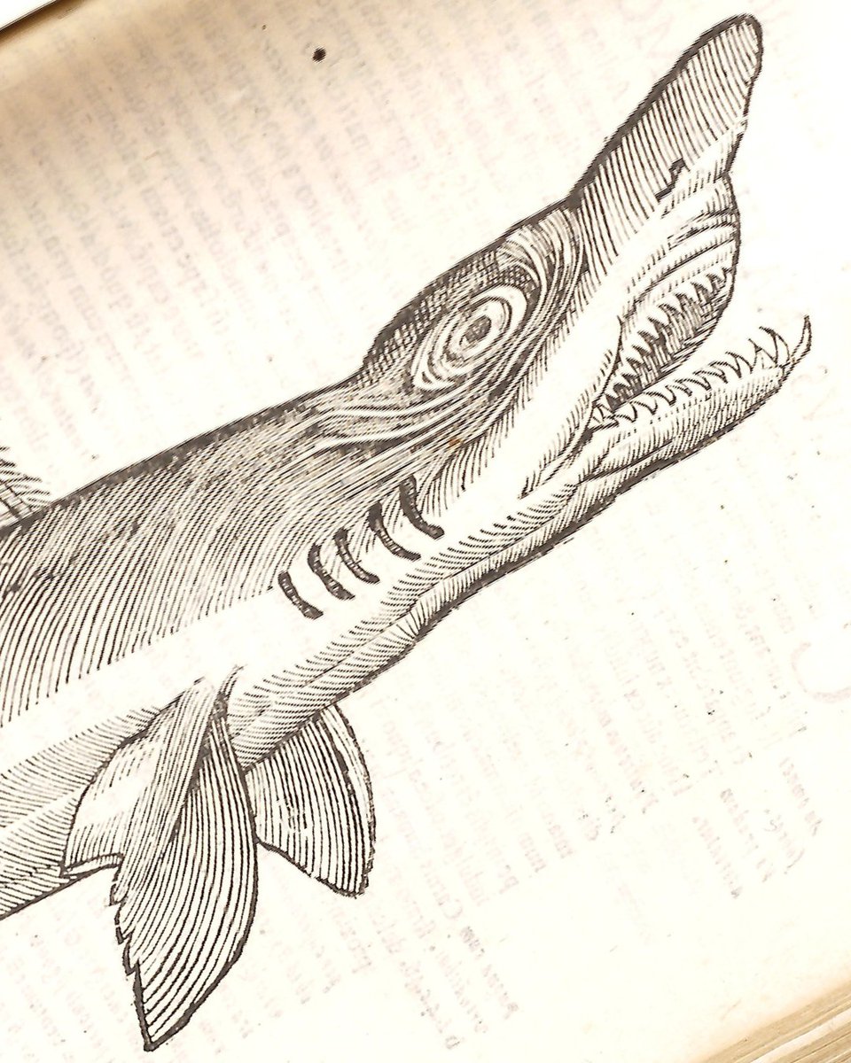 honnoldlibrary's tweet image. 💀🧟 #Spooky vibes alert — straight from our Rare Books Collection! These eerie illustrations are just a glimpse of the treasures our #SpecialCollections team cares for year-round. Have a wonderful (and safe!) #Halloween! 🎃👻

#RareBooks #Books #Archives #LibraryLife…