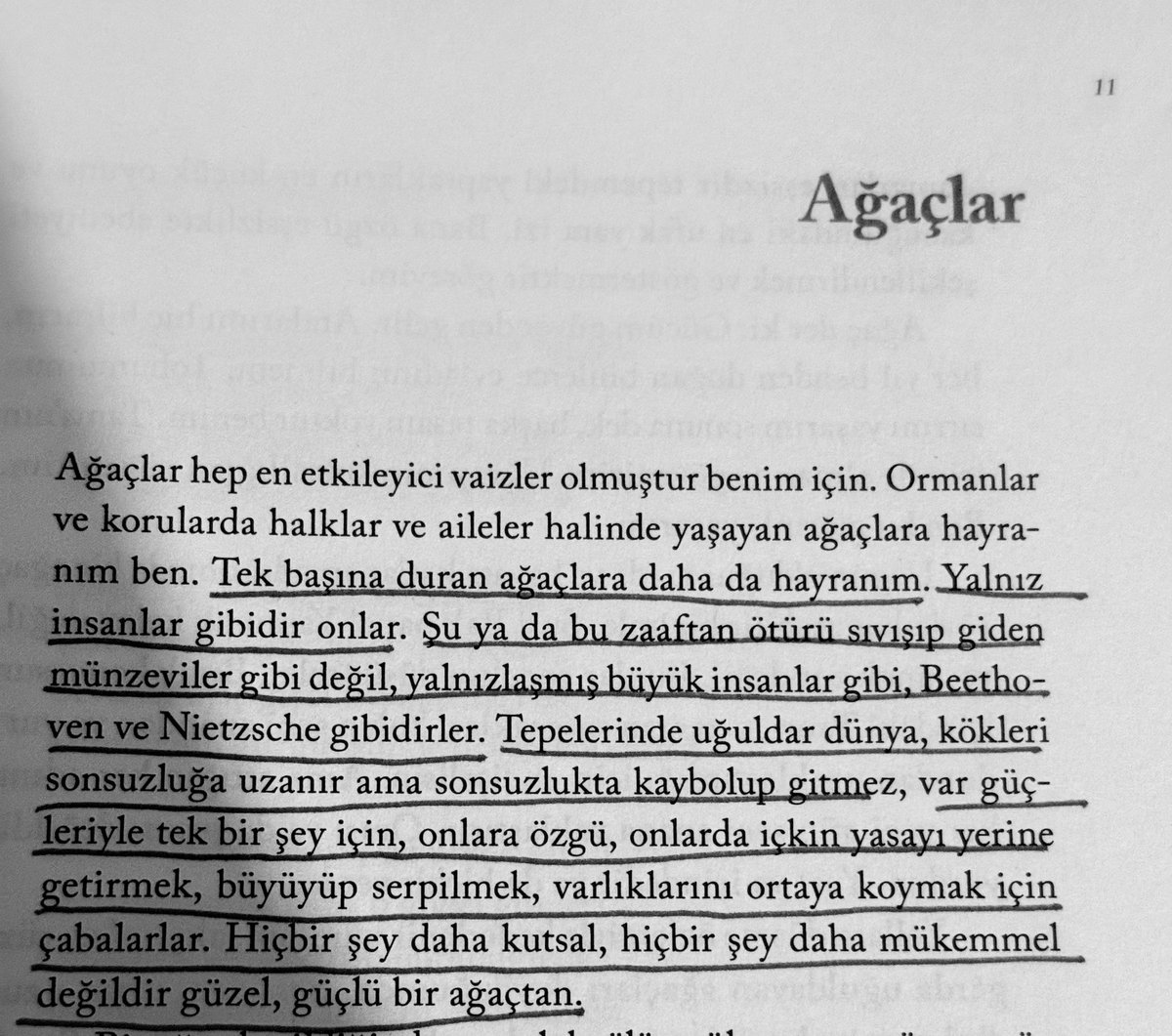 Ekim ayı boyunca ağaçlarla kafayı bozduk