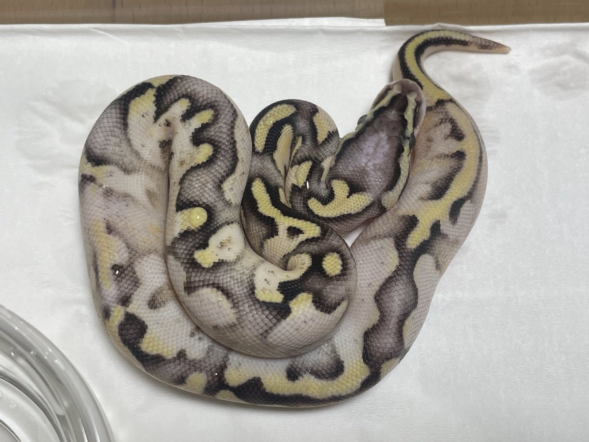 BMMorphsJapan's tweet image. 謎
#ボールパイソン
#ballpython
#BMMcb
