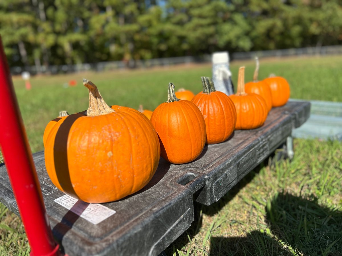 vbschools's tweet image. 🎃 Students at Christopher Farms Elementary explored force and motion with their annual Pumpkin Chunkin’. A fun way to learn and celebrate Halloween!

Have a fun and safe Halloween! 🕸️👻

#WeAreVBSchools #PumpkinChunkinAtVBCPS #HappyHalloween
