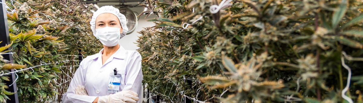 How Environmental Toxins Impact Workplace Safety medicalmarijuanapages.com/how-environmen…