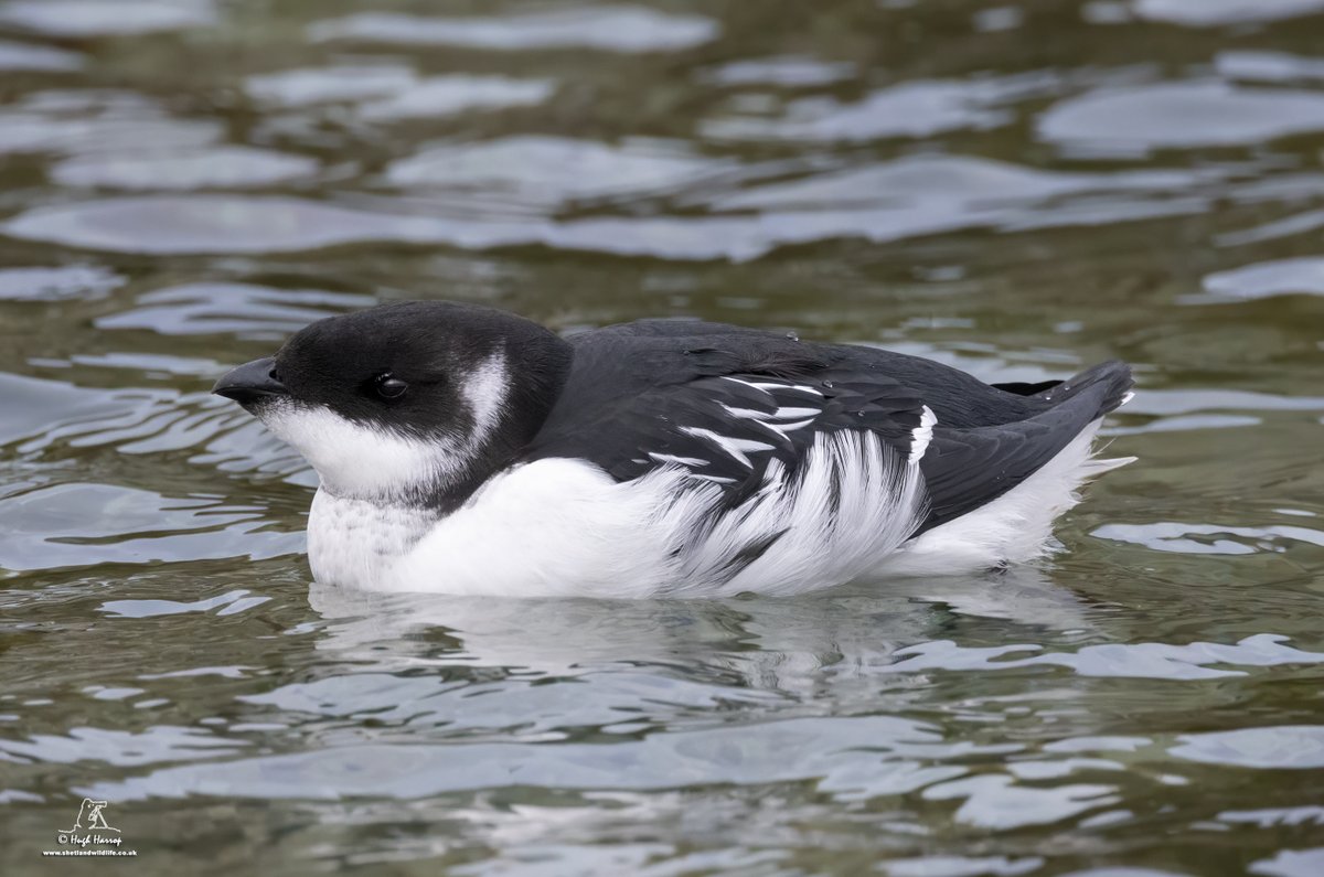HughHarrop's tweet photo. After having being storm blown in to a local garden overnight, delighted to release this Little Auk - known here in Shetland as a 'Rotchie' - back to the open ocean this afternoon. Little Auks really are little - about half the size of a Puffin and about the size of a Starling! https://t.co/UQFVvVpxWr