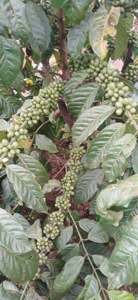 #NamaraFarm. Remember my post of 20th Sept? This is the transformation this particular coffee seedling I profiled has made in 1 year &amp; 1 month. Imagine the 15 acres I planted!