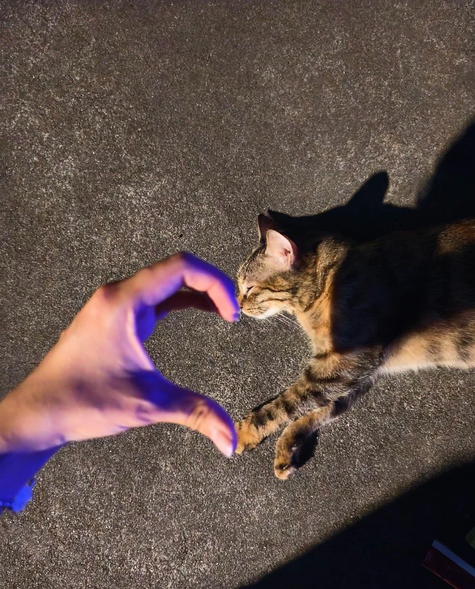 Şans kedisi... 🥹 bu postu görüp beğenenlerin, bu hafta  bir dileği gerçekleşecek..