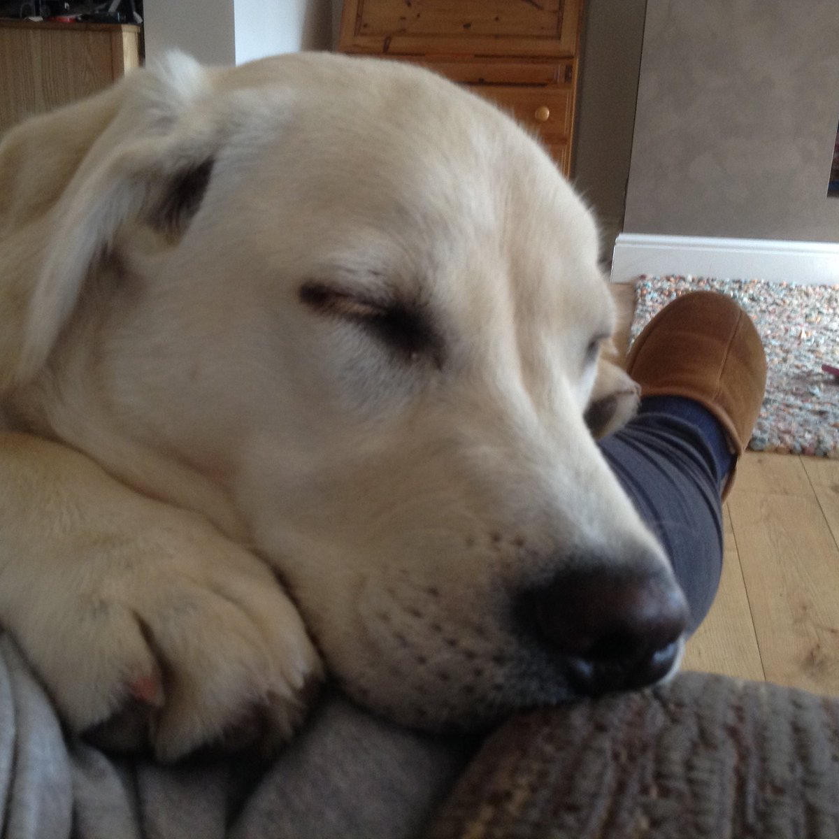 AfterEight30's tweet image. It’s a Happy  10th Birthday to Miss T Bag Ears thank you for all the joy and happiness that you have bought us.