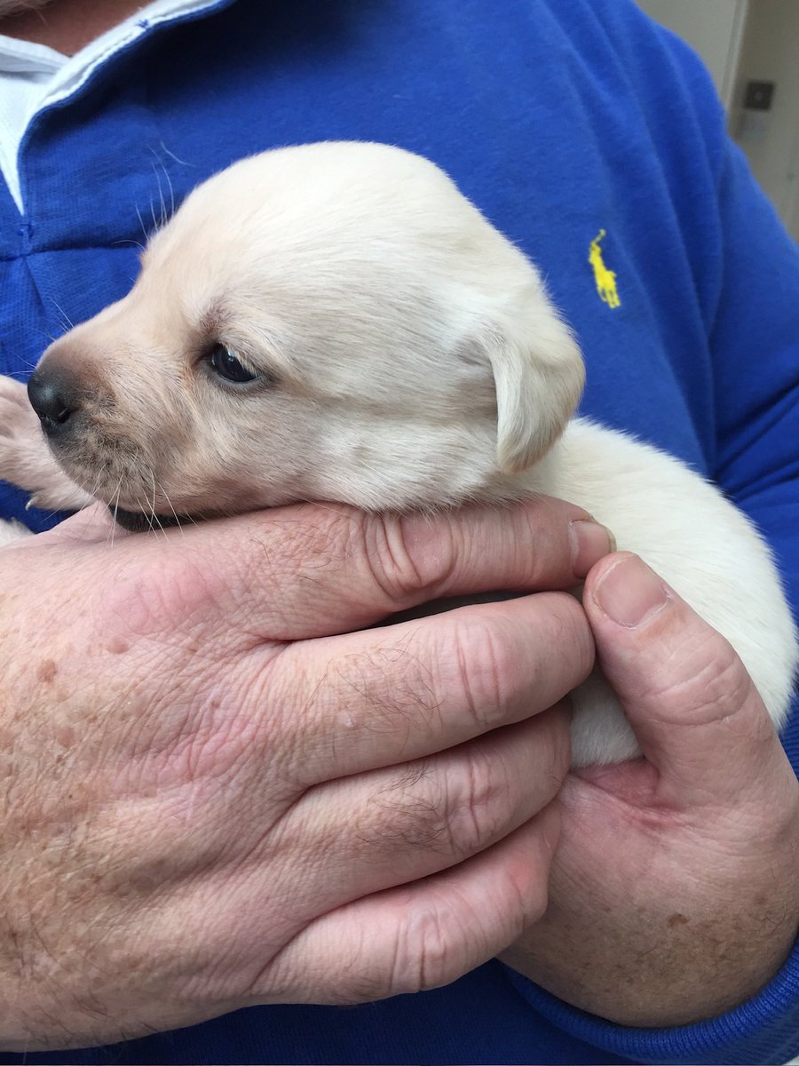 AfterEight30's tweet image. It’s a Happy  10th Birthday to Miss T Bag Ears thank you for all the joy and happiness that you have bought us.