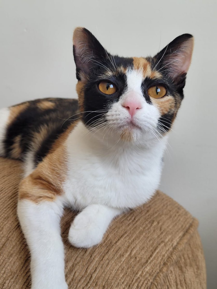 acidsaturn's tweet image. a gatinha / o crochê