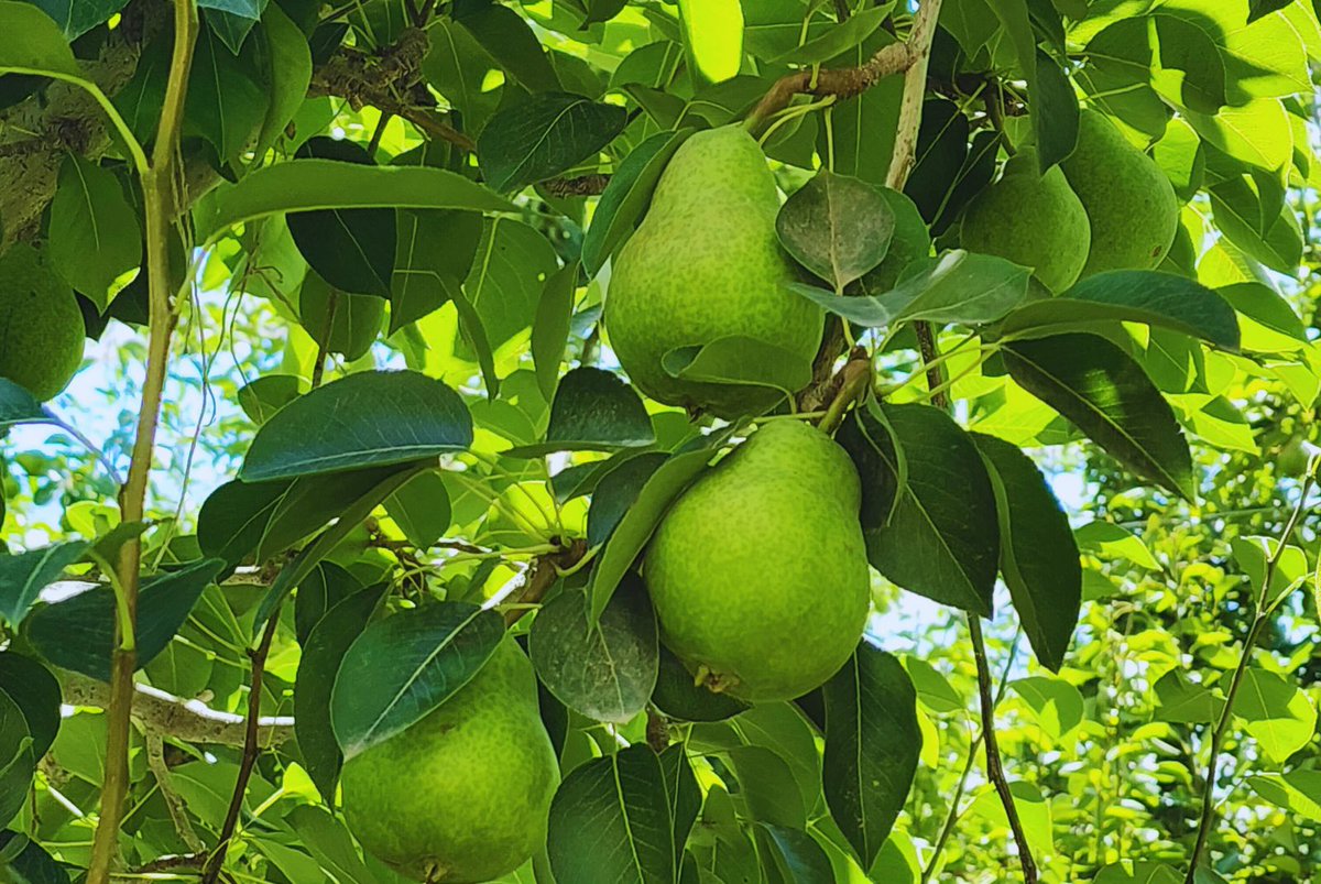 INTA Informa tweet media