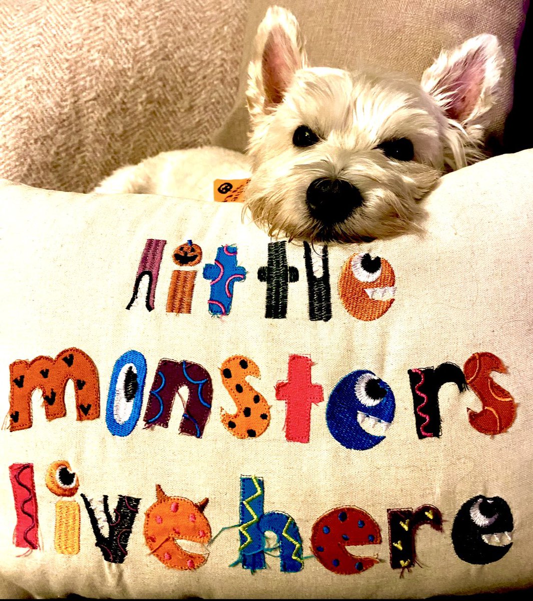 My little Pup-kin, fur monster, my angel boy Finn. Bless him, he really did tolerate my fancy dress nonsense. Happy Hallow’een Pals! #FinnyFriday I miss you baby 💔