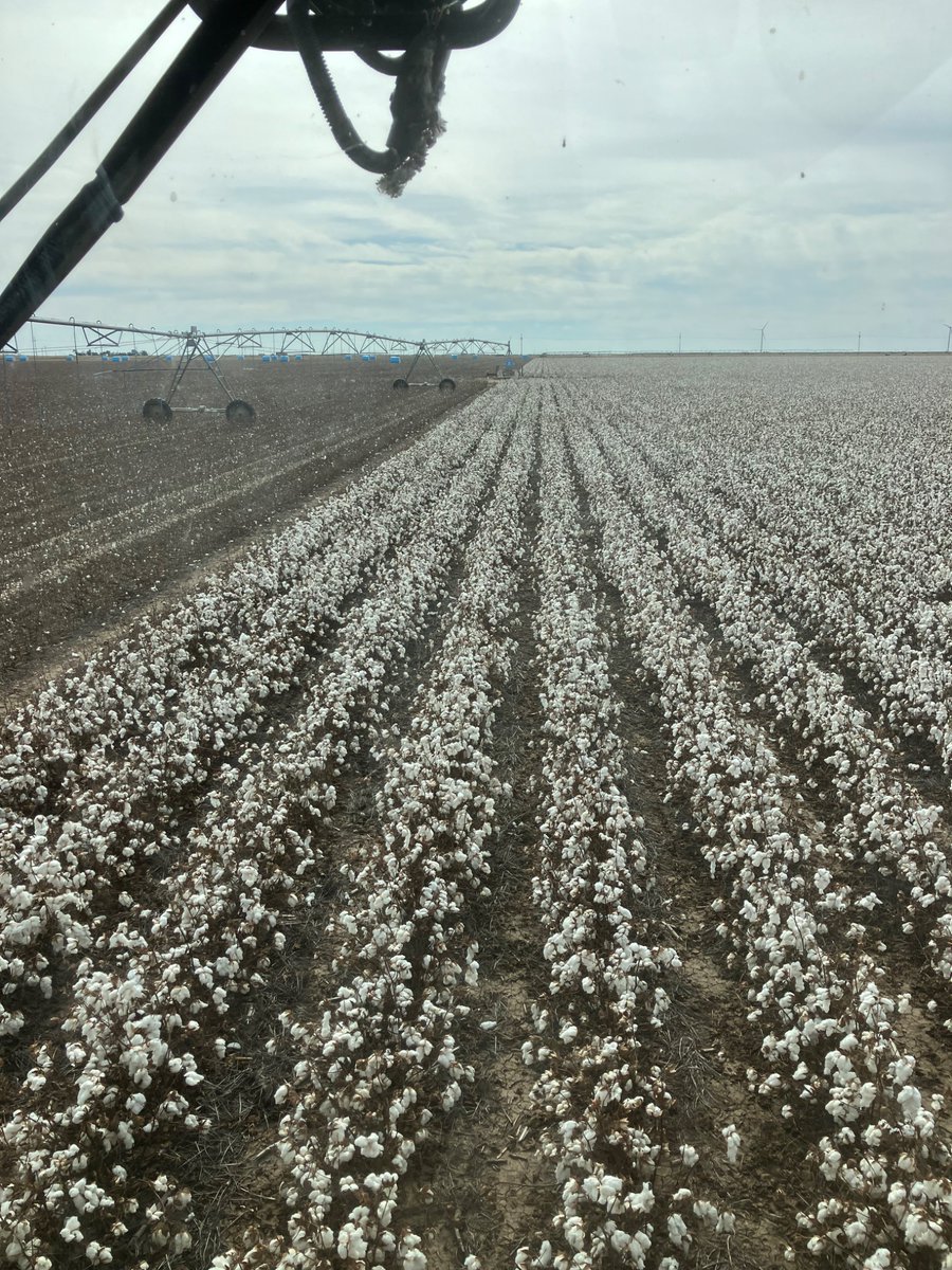 Running in some Phytogen 137-