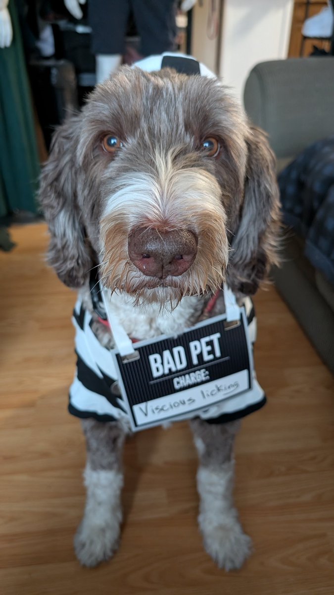 The Prisoner - Sheepadoodle version