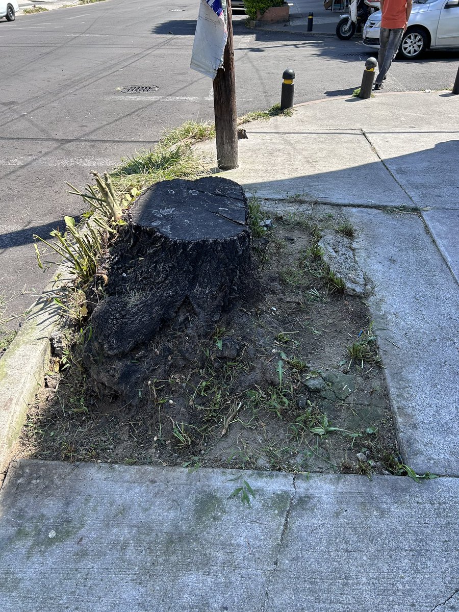 Julio_Guzman0's tweet photo. Tiene casi dos años que cortaron el árbol de afuera de mi casa porque estaba dañando la banqueta pero nunca terminaron el trabajo y dejaron la parte baja, regularmente las personas dejan basura y la hierba sigue creciendo generando problemas @A_VCarranza https://t.co/0wuUtdhxBl