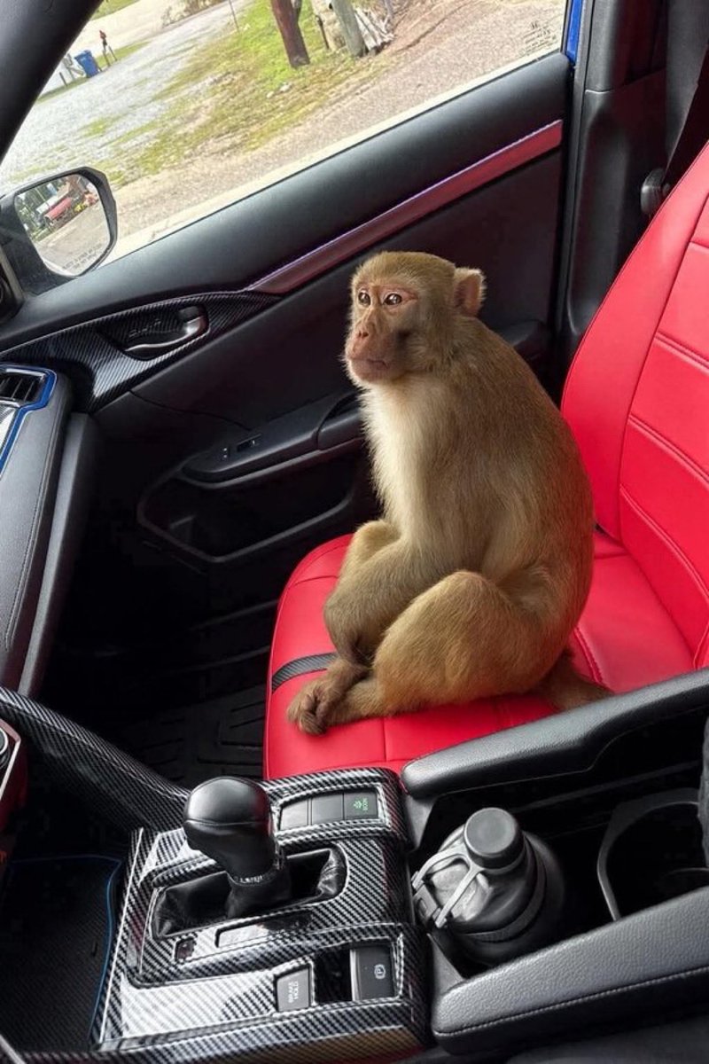 ArmaLite15OU812's tweet image. Straight up found a monkey on the interstate today coming back from Jackson, Miss! 
I&apos;m keeping him, but haven’t decided on a name yet.  Suggestions?