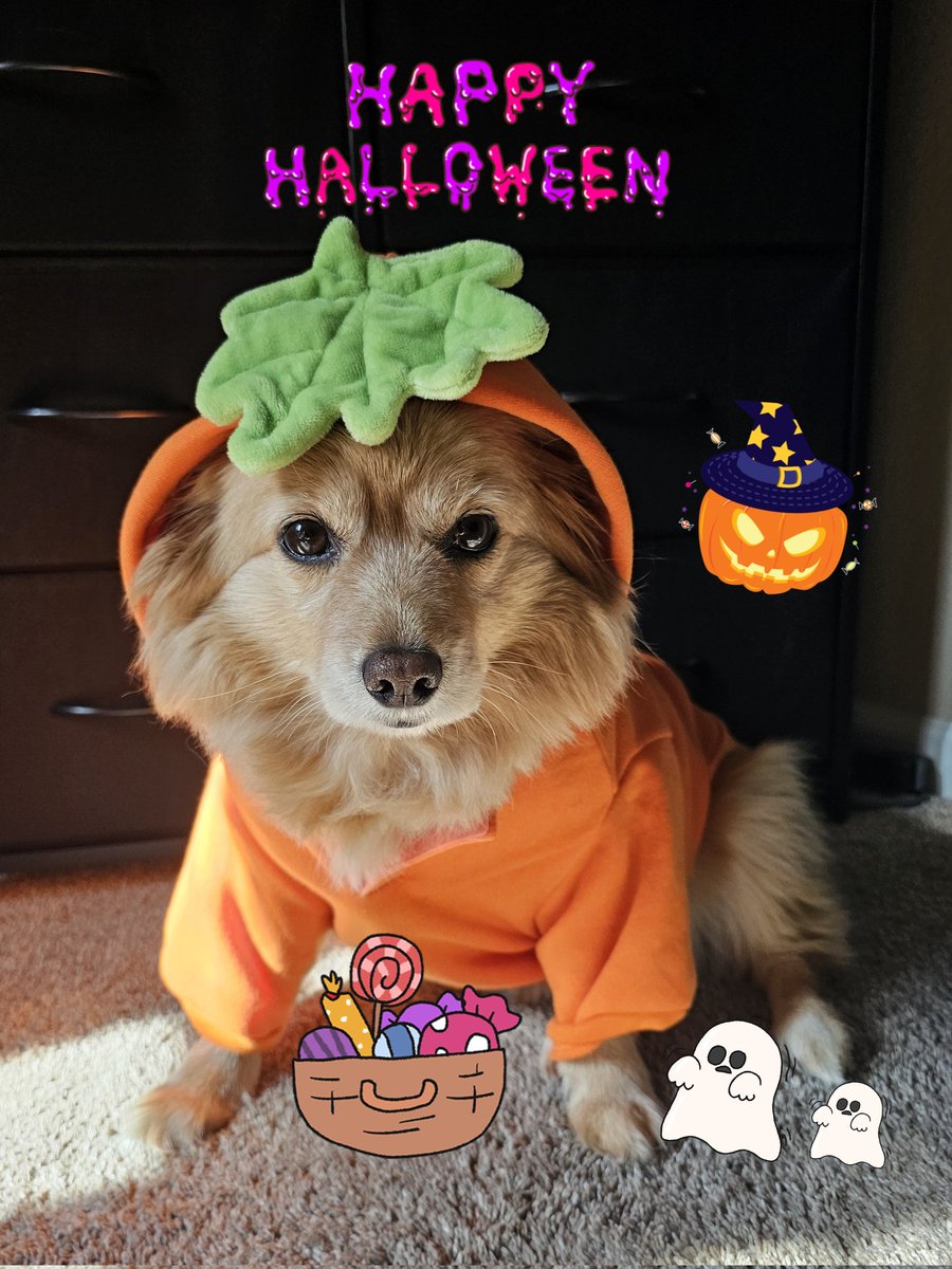 shiho_v's tweet photo. #doglover #cutedog #Chibi 
#pet #いぬ　 #イッヌ　 
#犬　 #わんこ　　 #ペット　
#HappyHalloween 🎃 🎃 https://t.co/tuTMtR31db