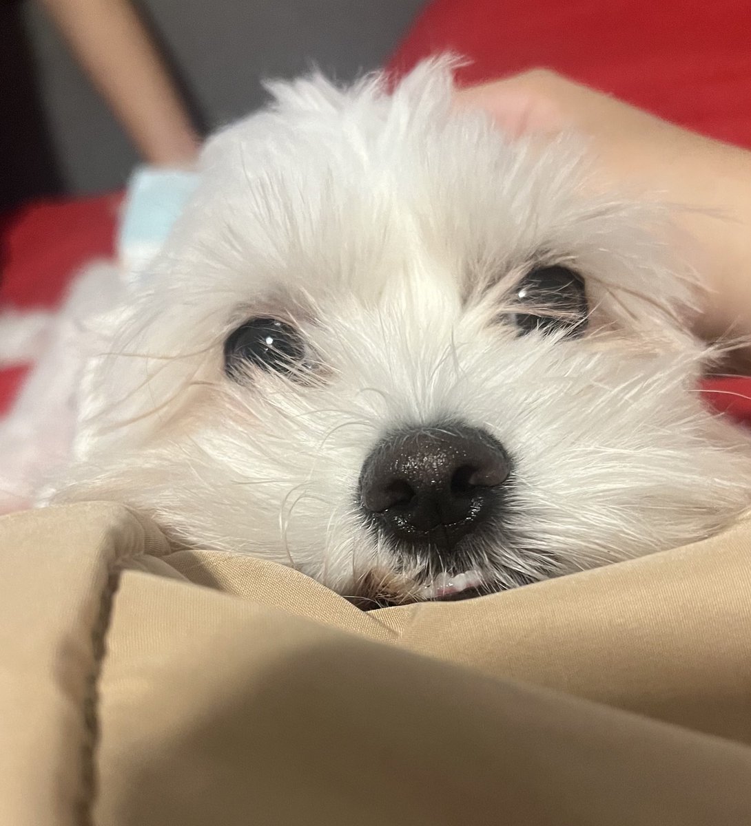mirshroom's tweet photo. Mandu went to doggy heaven today.
He became very sick a few days before my vacation ended. He fought until I came back from my trip and passed away after many pets and kisses from me and my family.
Thank you guys for loving Mandu with me. https://t.co/8T3TGRGwHO