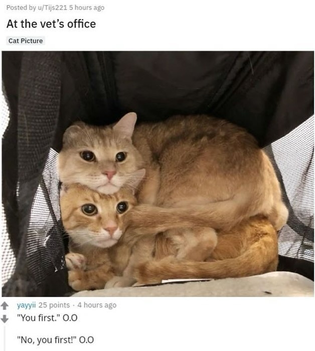 PunchingCat's tweet image. 