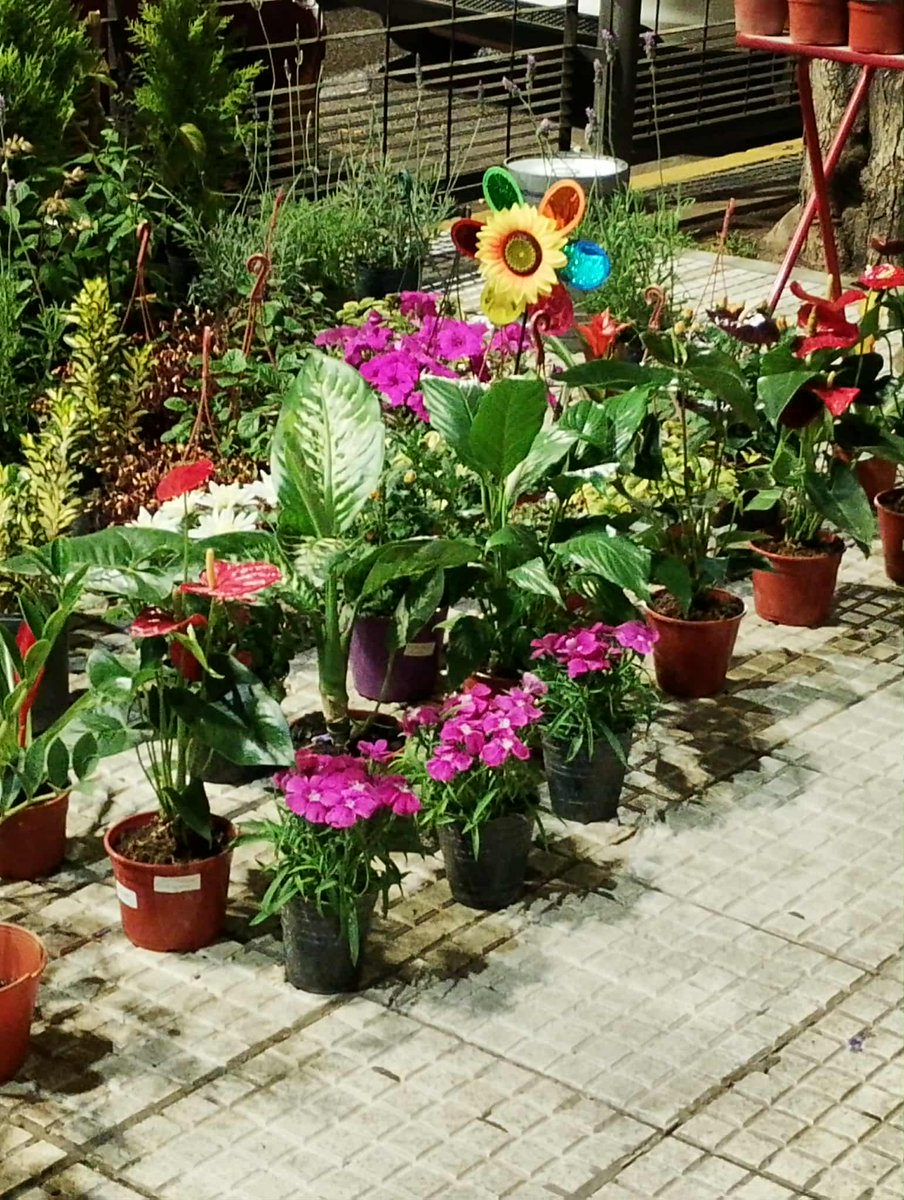 LorenaPavelek's tweet photo. #DESPIDIENDOOCTUBRE2025MESDELAMADRE #SAYINGOCTOBER2025MOTHERsMONTHGOODBYE
#FLORESPARALASMADRES #FLOWERSFORMOTHERS  🌹🌻🌼🌺🌸🪷😍❤️✨🙏 https://t.co/RxuSwoOYg7