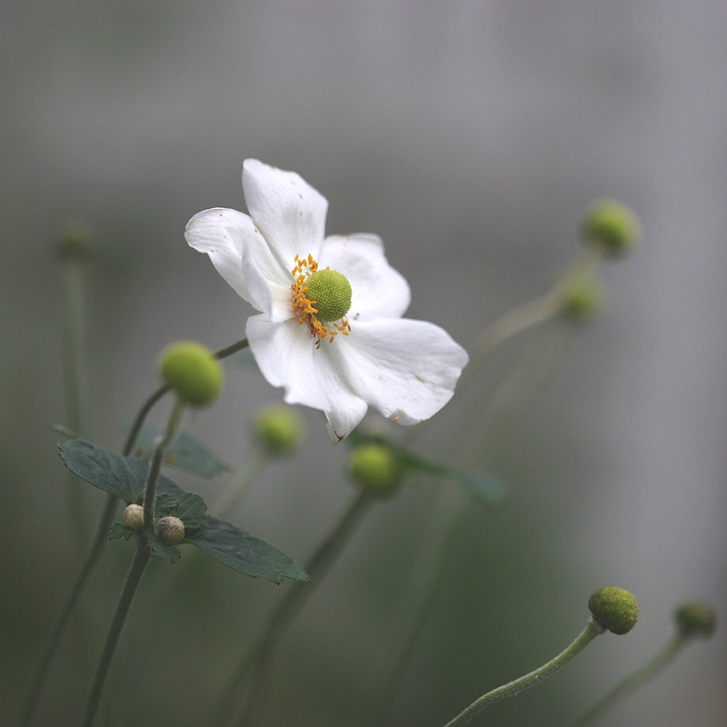 <a href="/manliziyinyin/">mariko</a> “Toda gentileza é uma declaração de amor.”

~ Mia Couto

🤍

Wendy Merle
