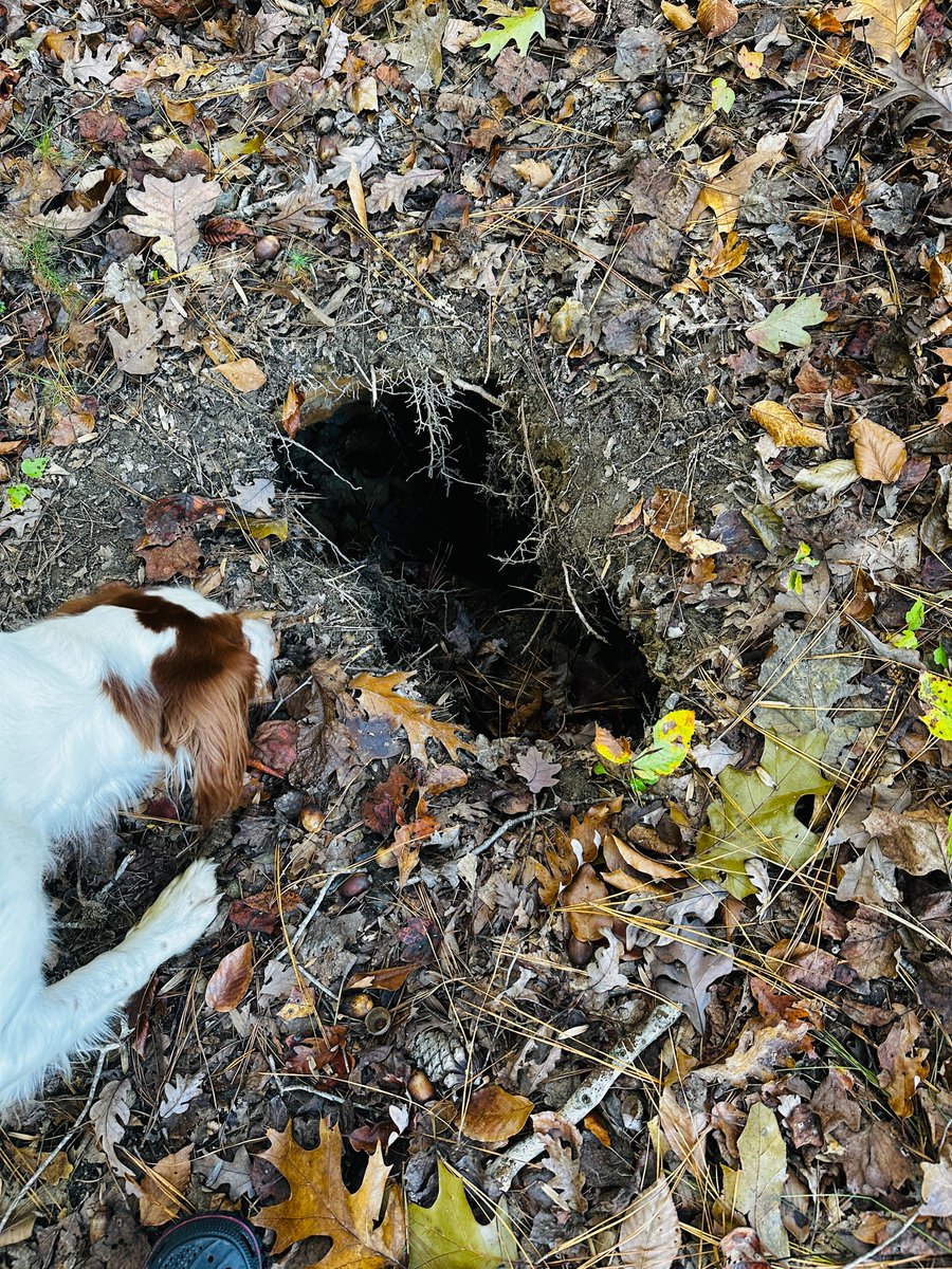Today I was out walking with Thing 2 when he suddenly vanished.

He had, in fact, disappeared up to his waist in a sinkhole.

in conclusion, never go outside