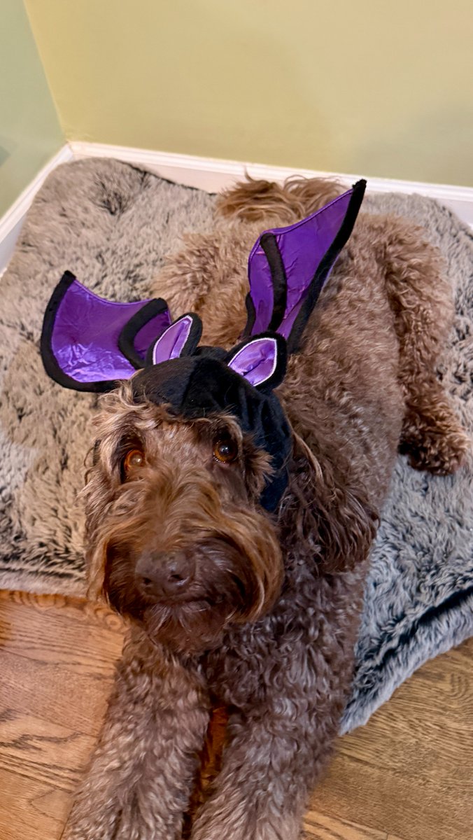 KelliUgc1414's tweet image. POV: You’re editing Halloween content and your star won’t take off his bat ears. 🦇😂
#UGCCreator #BatDude #PetContent