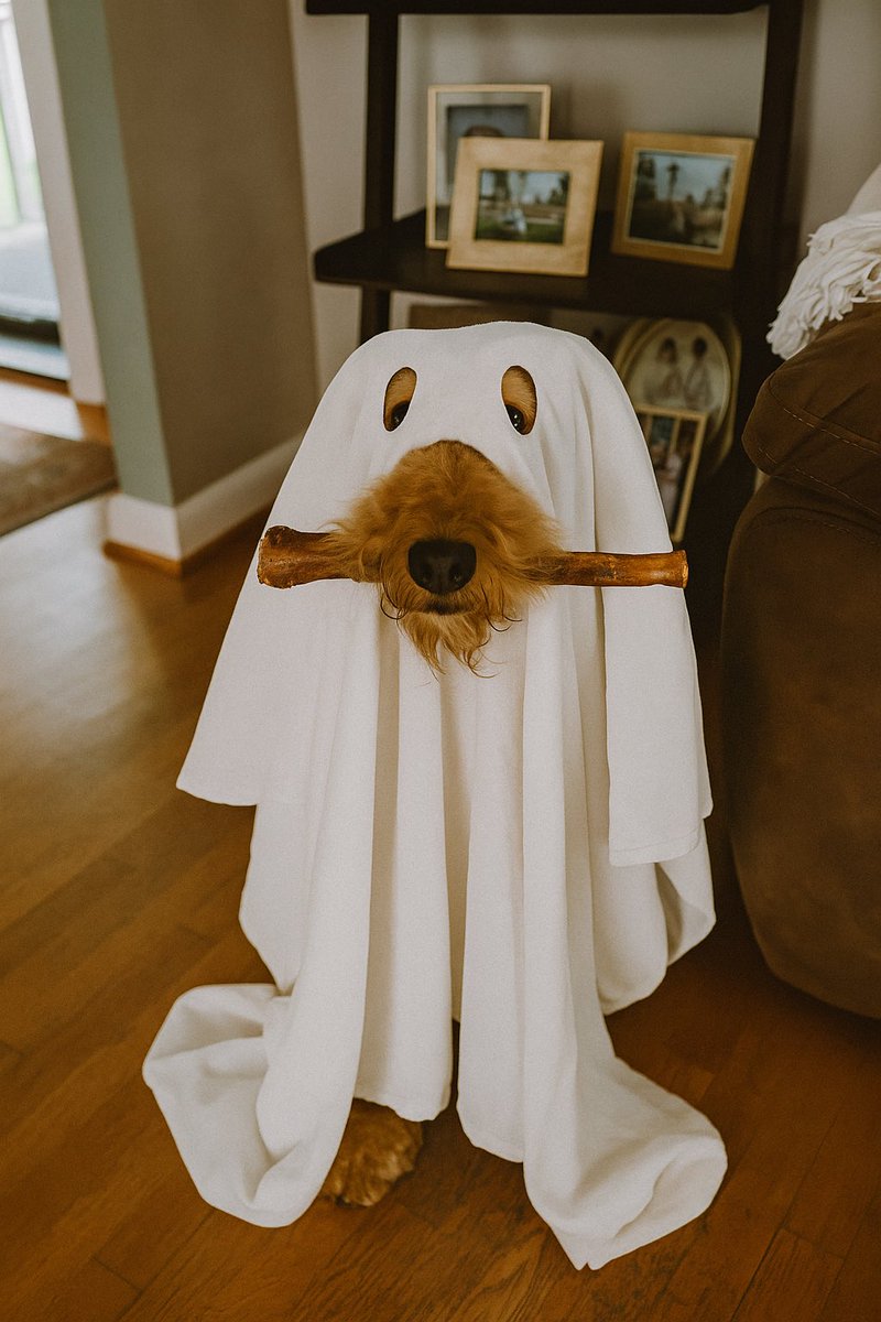 Happy Halloween! 👻🐾