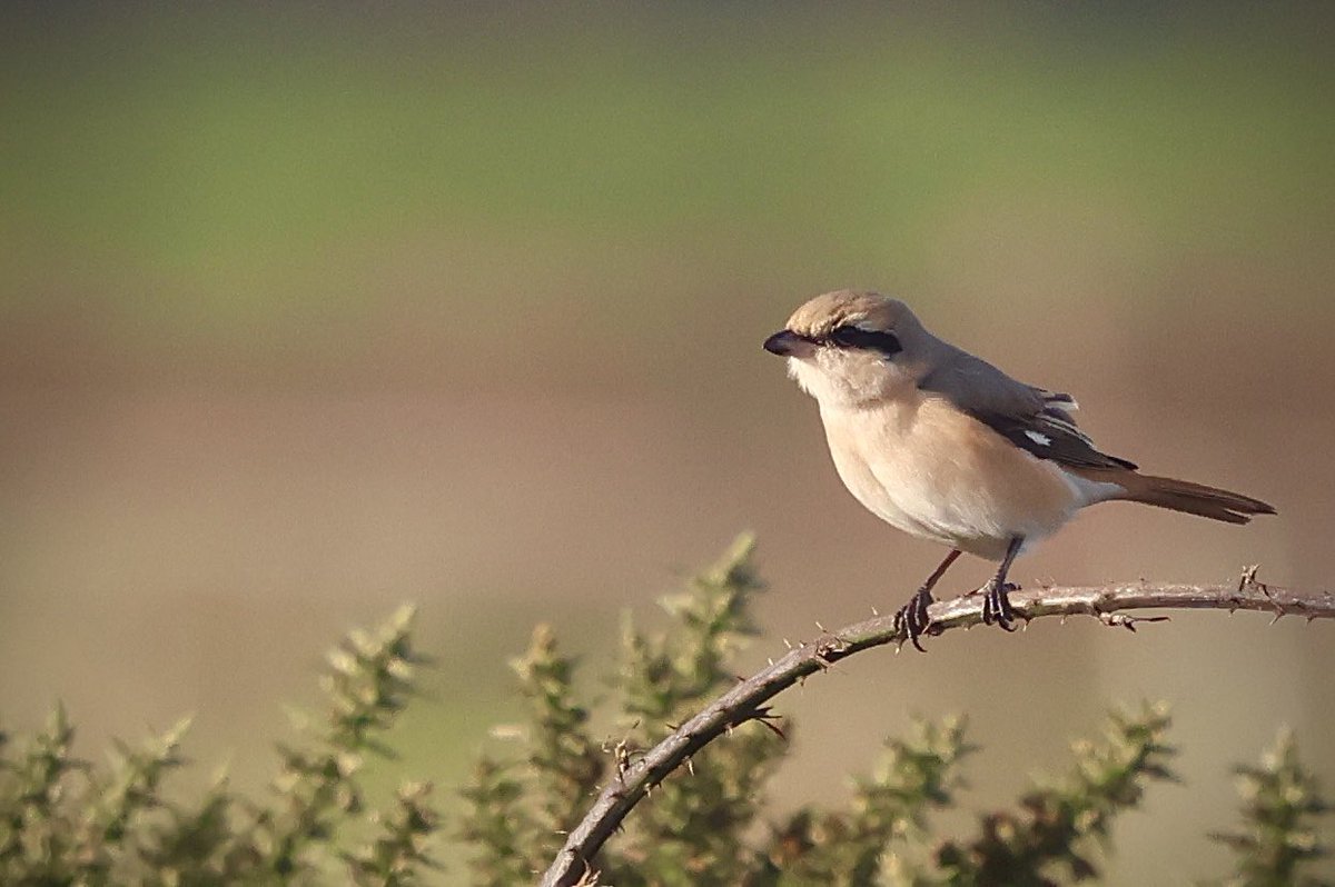 Isabelline Shrike (Daurian) Adult Male @ Ring Marsh Area, Co. Wexford On 31st, October, 2025 🎃