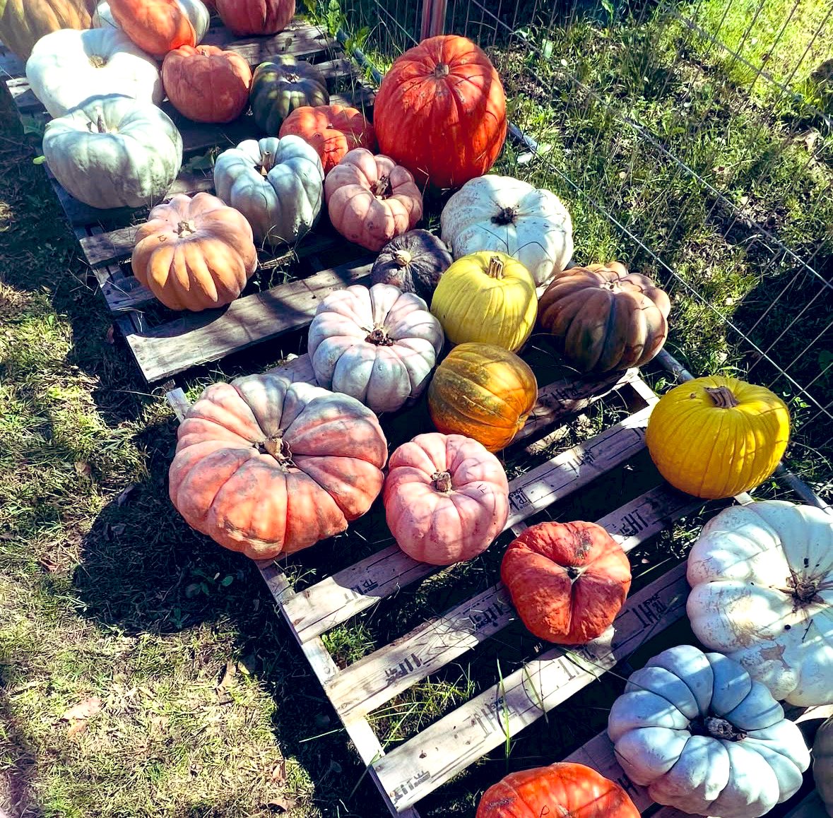 ramrumiY's tweet image. #octobervibes
📸