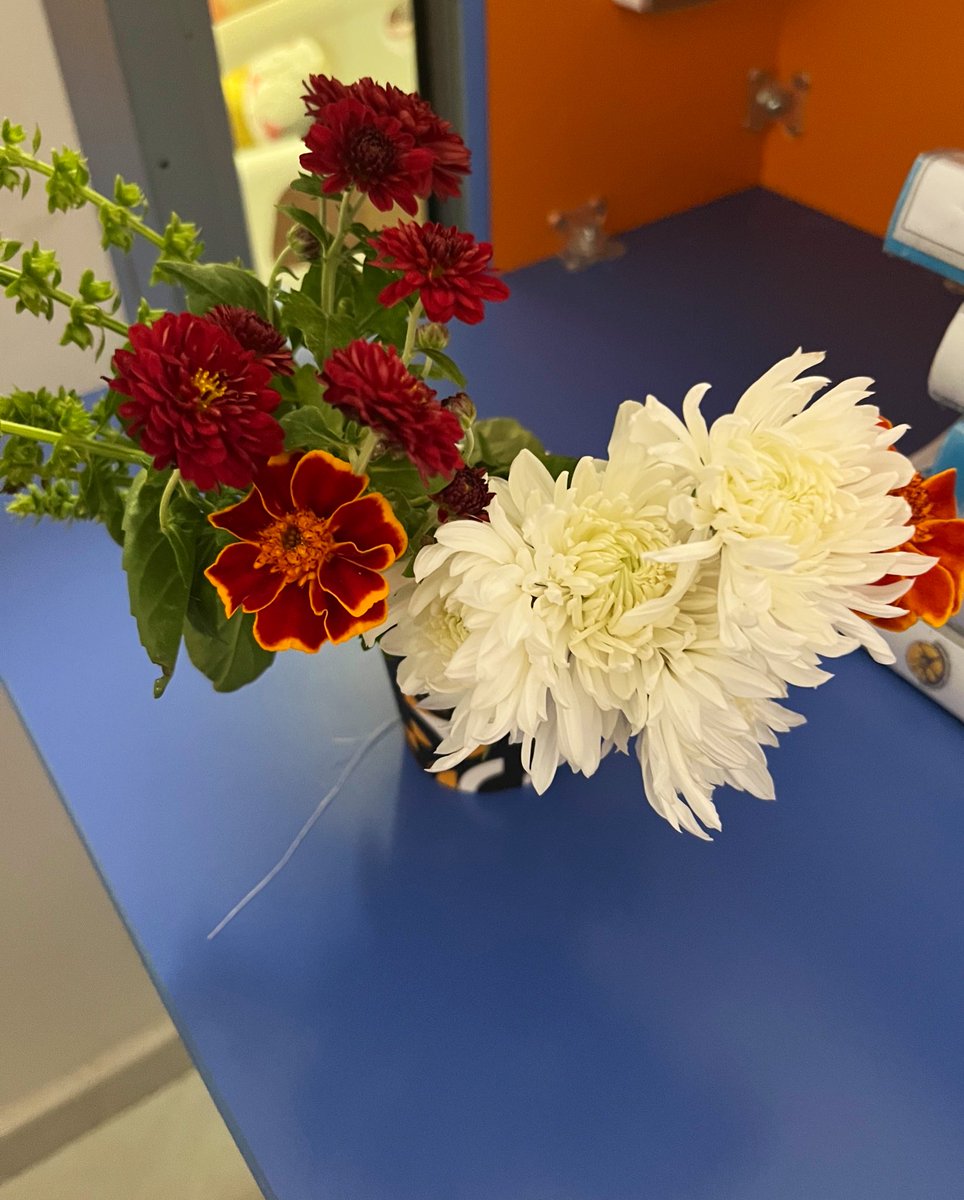 Hastalarımdan birisi getirmiş bu çiçekleri o kadar mutlu oldum ki  bana ve bir hemşire arkadaşıma daha o kendinkileri bir kenara kodu ben  suya koydum günlük suyunu yeniledim solan yapraklarını kestim onunki ertesi gün öldü benimkiler 5.günde böyle görünüyor  🫠