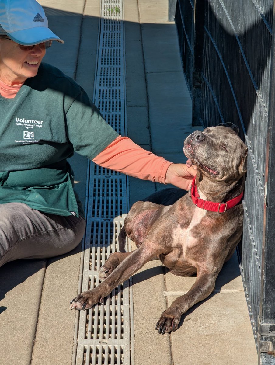 beep boop Thank you for calling the Universe Home Placement Hotline. Press 1 to check on Elroy’s forever home. Press 2 if you’re crying about him again (…yeah, same). He’s 8, three-legged, smells like sunshine, and still waiting. Be the callback we’ve been manifesting. A902168