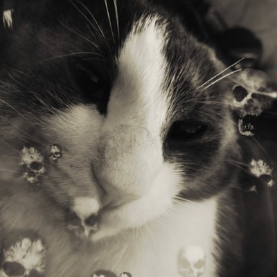 Tonight... All the dries rise and take over the world, ending with every single sog until there's none of them left. Happy Halloween everyone