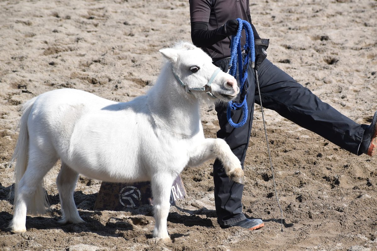 新品］馬と踊ろう Dancing with Horses 新品］馬と踊ろう Dancing with