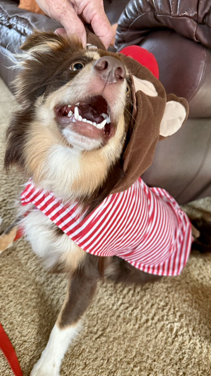 Back visiting the parents on Long Island for a few days, which means I get to play with a dog for a few days