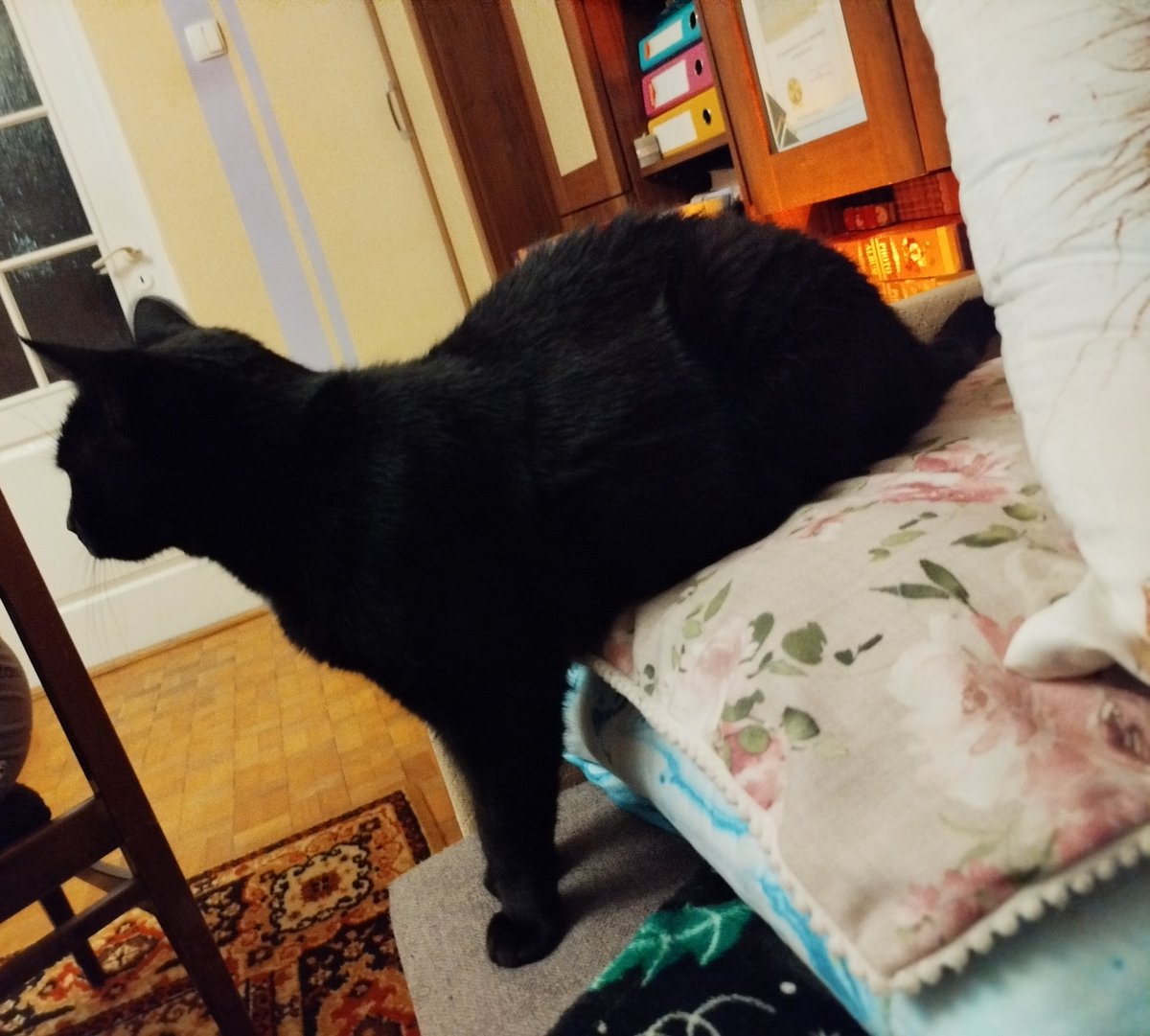 Zagadka dnia!

Czy Kiara stoi czy siedzi? 😄😄🐈‍⬛