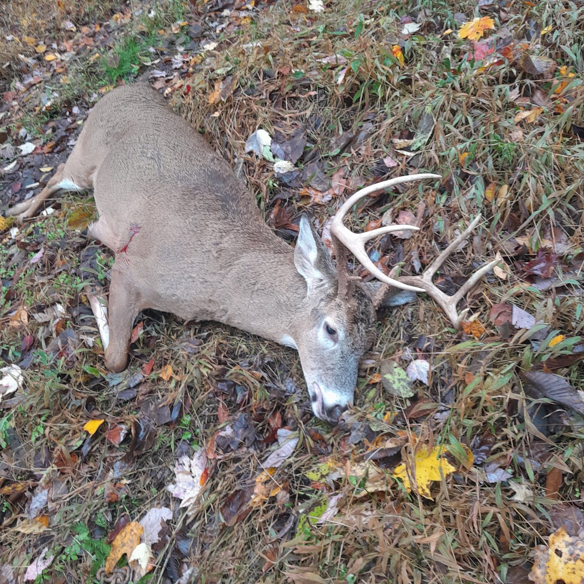 bsprinter28's tweet image. Knox county. 10-31-25.